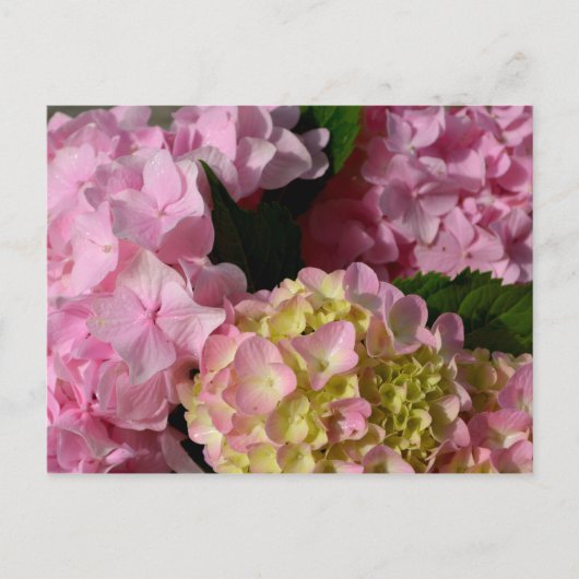 Roze Crème Hydrangeas geel roze groen bloemig Briefkaart (Voorkant)