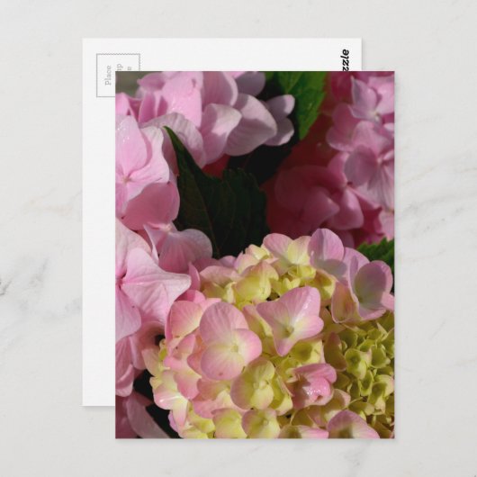 Roze Crème Hydrangeas geel roze groen bloemig Briefkaart (Voorkant / Achterkant)