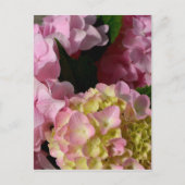 Roze Crème Hydrangeas geel roze groen bloemig Briefkaart (Voorkant)
