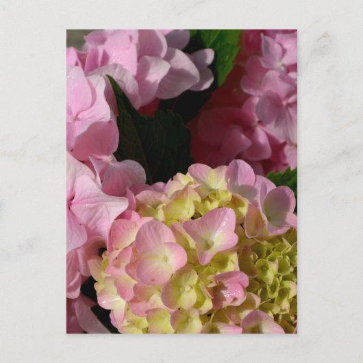 Roze Crème Hydrangeas geel roze groen bloemig Briefkaart (Voorkant)