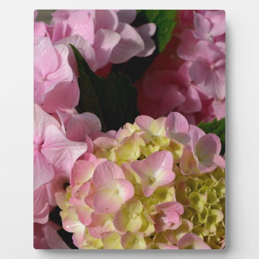Roze Crème Hydrangeas geel roze groen bloemig Fotoplaat (Voorkant)
