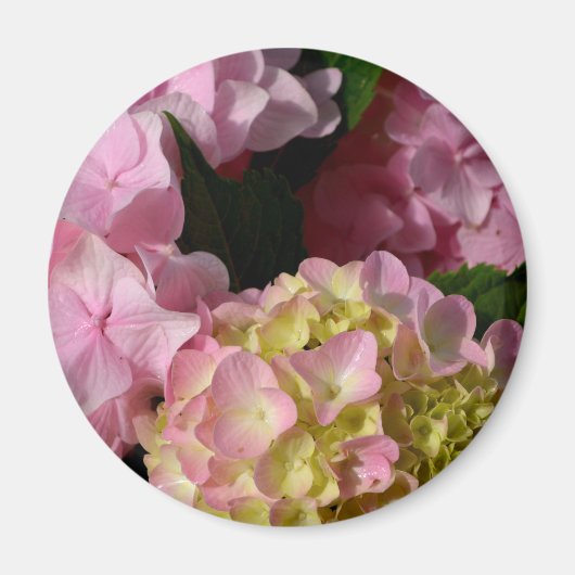 Roze Crème Hydrangeas geel roze groen bloemig Magneet (Voorkant)