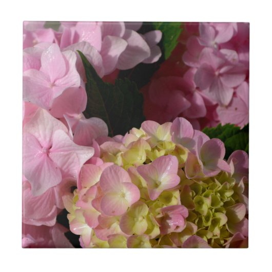Roze Crème Hydrangeas geel roze groen bloemig Tegeltje (Voorkant)