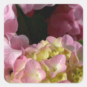 Roze Crème Hydrangeas geel roze groen bloemig Vierkante Sticker