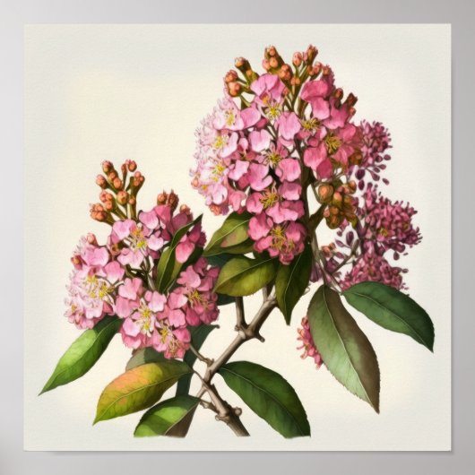 Roze Crêpe Myrtle Flowers Art Print Poster (Voorkant)