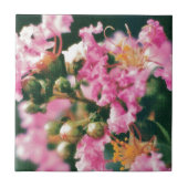 Roze Crepe Myrtle Tegeltje (Voorkant)