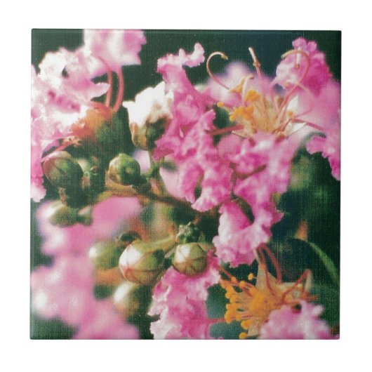 Roze Crepe Myrtle Tegeltje (Voorkant)