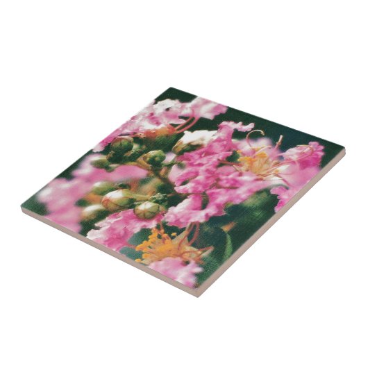 Roze Crepe Myrtle Tegeltje (Zijkant)