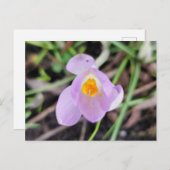Roze Crocus Briefkaart (Voorkant / Achterkant)