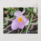 Roze Crocus Briefkaart (Voorkant)