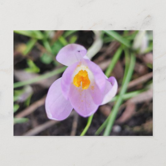 Roze Crocus Briefkaart (Voorkant)