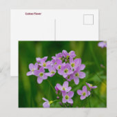 Roze Cuckoo Flowers Briefkaart (Voorkant / Achterkant)