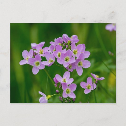 Roze Cuckoo Flowers Briefkaart (Voorkant)