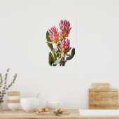 Roze Curcuma Bloem Art Print Poster (Keuken)