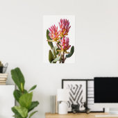 Roze Curcuma Bloem Art Print Poster (Thuiskantoor)