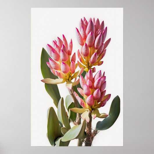 Roze Curcuma Bloem Art Print Poster (Voorkant)