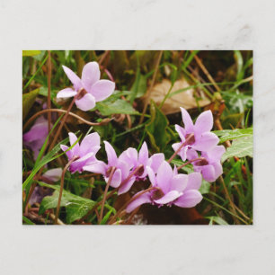 Roze Cyclamen Flowers Briefkaart