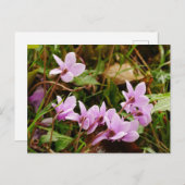 Roze Cyclamen Flowers Briefkaart (Voorkant / Achterkant)