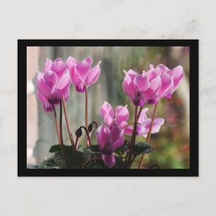 Roze Cyclamen Flowers Briefkaart