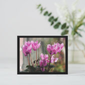 Roze Cyclamen Flowers Briefkaart (Staand voorkant)