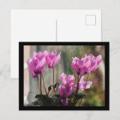 Roze Cyclamen Flowers Briefkaart (Voorkant / Achterkant)