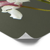 Roze Cymbidium Insigne Orchideeën Bloemstuk Poster (Hoek)
