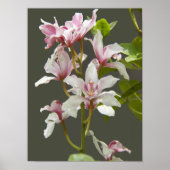 Roze Cymbidium Insigne Orchideeën Bloemstuk Poster (Voorkant)