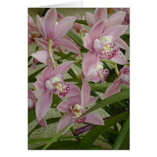 Roze Cymbidium Orchid