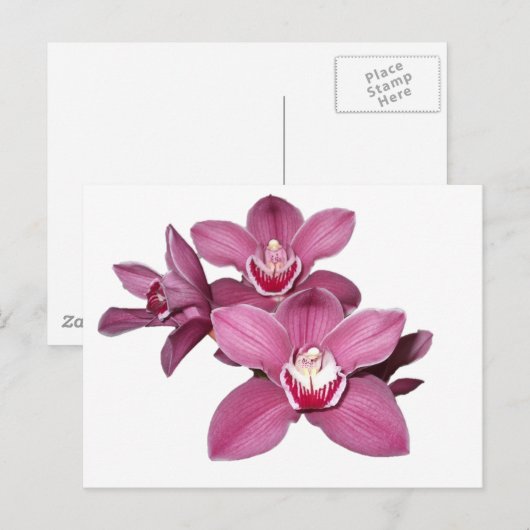 Roze Cymbidium Orchids Briefkaart (Voorkant / Achterkant)