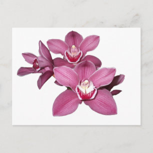 Roze Cymbidium Orchids Briefkaart