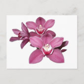 Roze Cymbidium Orchids Briefkaart (Voorkant)