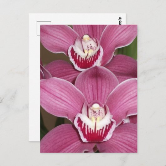 Roze Cymbidium Orchids Briefkaart (Voorkant / Achterkant)