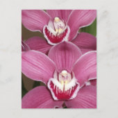 Roze Cymbidium Orchids Briefkaart (Voorkant)