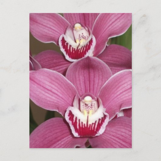 Roze Cymbidium Orchids Briefkaart (Voorkant)