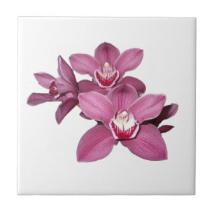 Roze Cymbidium Orchids Tile Tegeltje