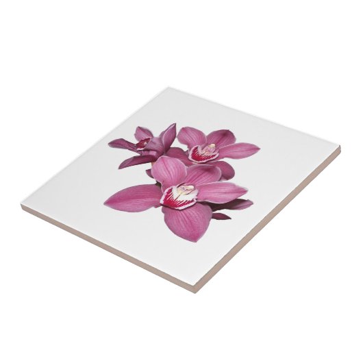 Roze Cymbidium Orchids Tile Tegeltje (Zijkant)