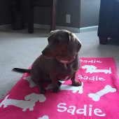 Roze Dachshund Wiener Hondendeken Naam aanpassen Fleece Deken