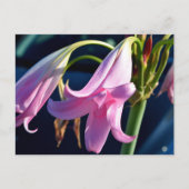 Roze Dagelijkse Bloemen Briefkaart (Voorkant)