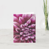 Roze Dahlia (Voorkant)