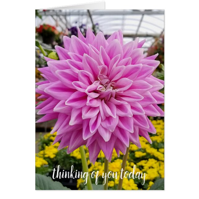 roze dahlia (Voorkant)