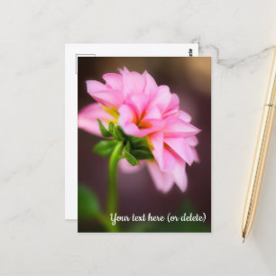 Roze Dahlia Ansichtkaart Briefkaart