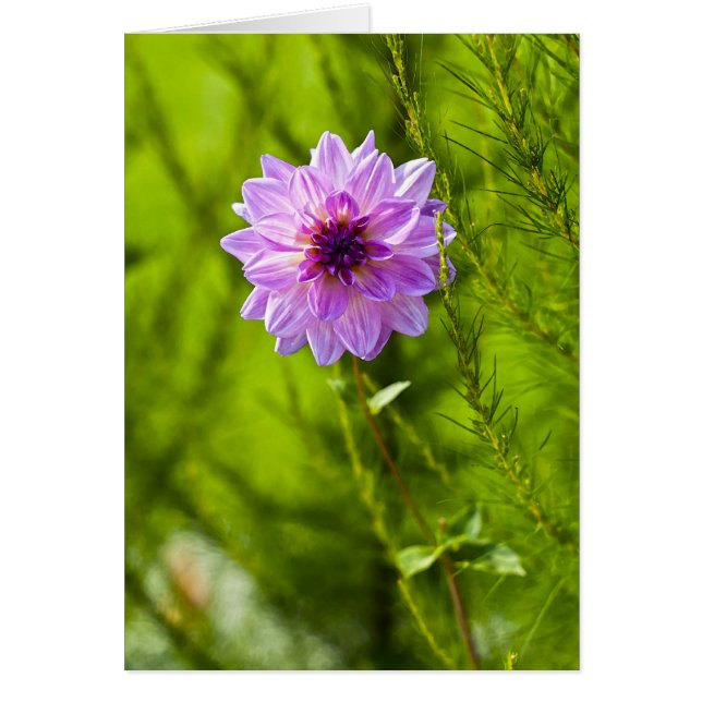 Roze Dahlia, Aquarel effect (Voorkant)