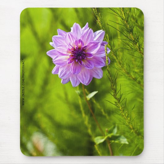 Roze Dahlia, Aquarel Effect Muismat (Voorkant)