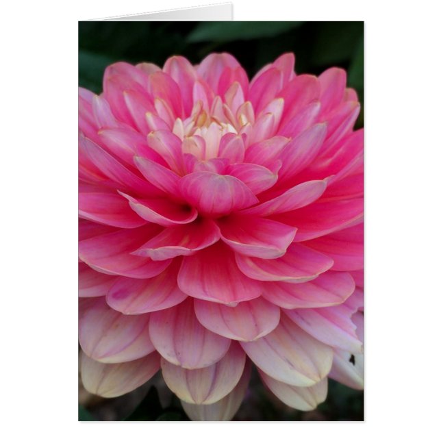 Roze Dahlia Blank (Voorkant)