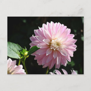 Roze Dahlia Bloem ansichtkaarten Zomer Bloemen Briefkaart