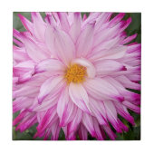 Roze Dahlia Bloem Bloemstuk Tegeltje (Voorkant)