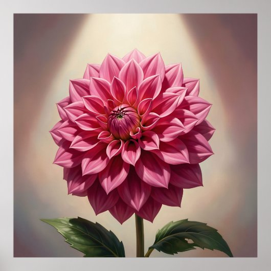 Roze Dahlia Bloem Botanisch Poster (Voorkant)