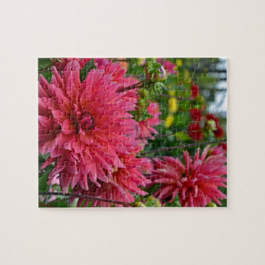 Roze dahlia-bloemtuin legpuzzel (Horizontaal)