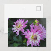 Roze Dahlia briefkaart (Voorkant / Achterkant)