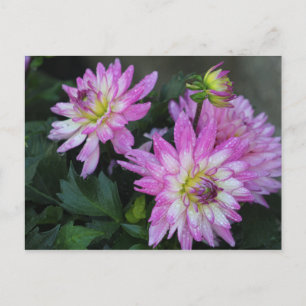 Roze Dahlia briefkaart